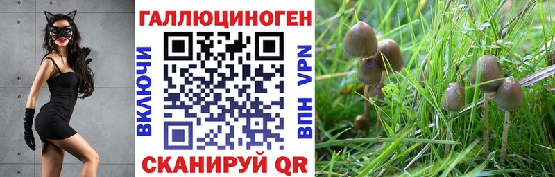 это телеграм  Аша  Галлюциногенные грибы GOLDEN TEACHER 